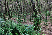 Foret mare longue 101