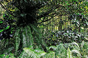 Foret bellouve 101