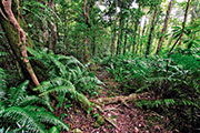 Foret mare longue 100