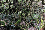 Foret riv. de l'est 129