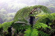 Forêts 100