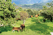 Plaine des cafres 105
