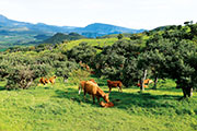 Plaine des cafres 104