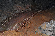 Tunnel de lave 114