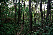 Sud foret tevelave 105
