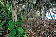 Sud sauvage 116
