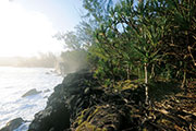 Sud sauvage 111